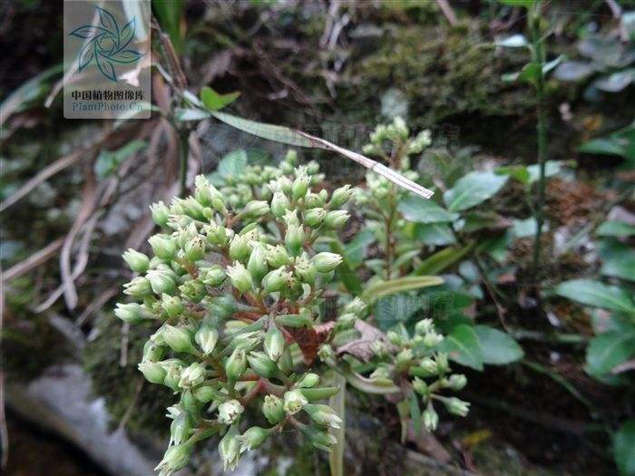 花中生命之石莲花