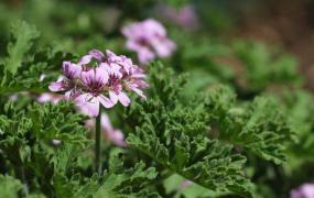 摸摸香花是否有毒