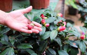 茶花开花后怎么养护