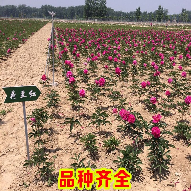 芍药怎么种