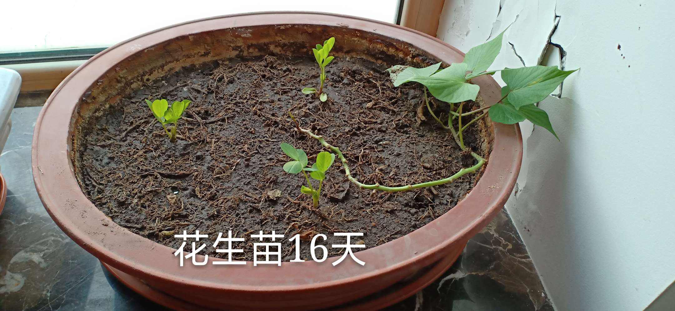 他在花盆里种了1棵花生