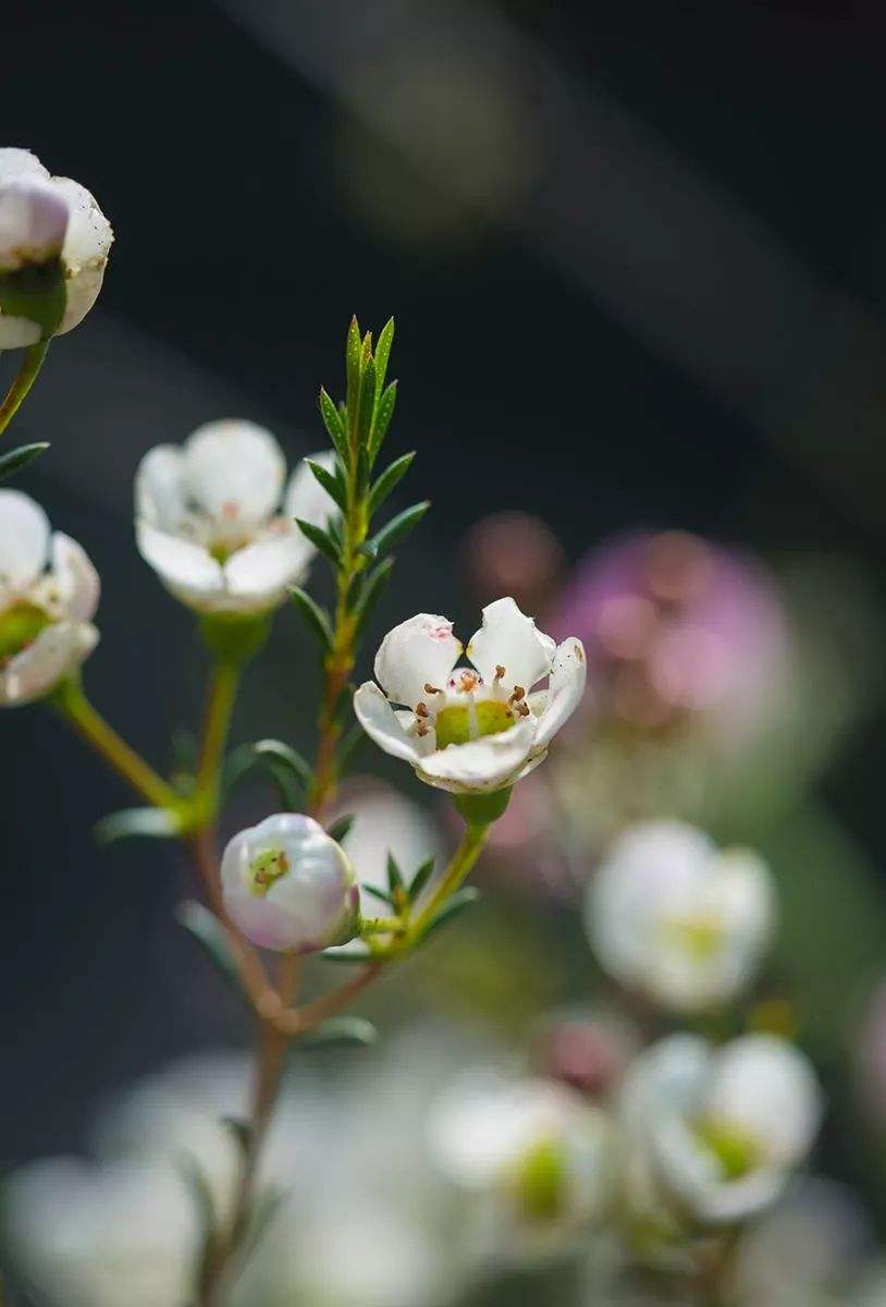 如何辨别蜡花