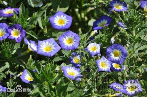 三色旋花种植方法