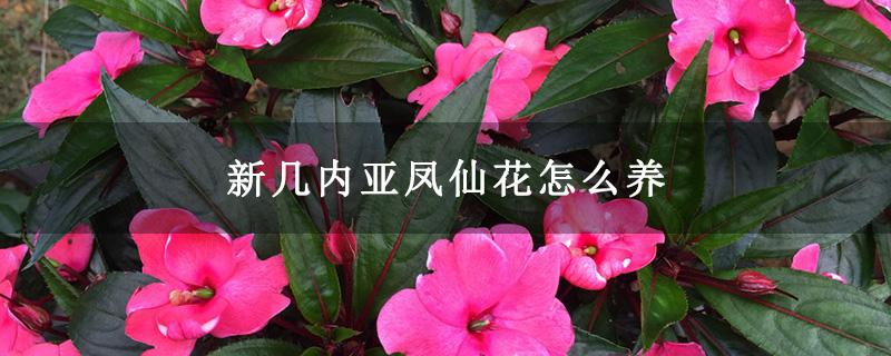 凤仙花夏季如何养护？