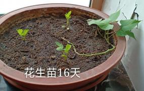 他在花盆里种了1棵花生