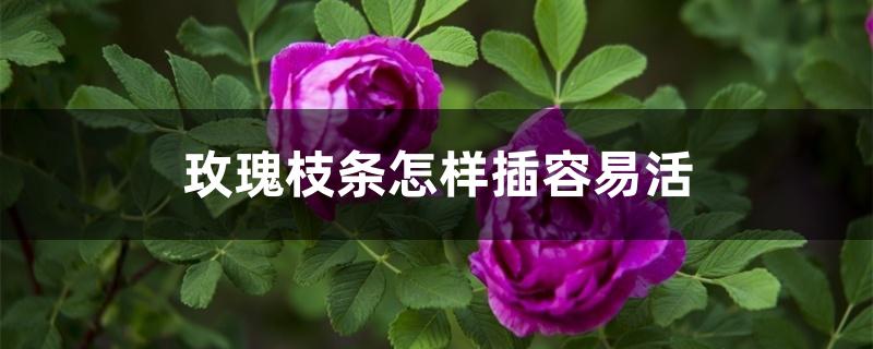 玫瑰花如何扦插(玫瑰插枝条容易活的方法)