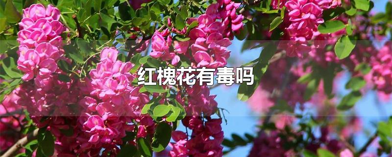 红槐花有毒吗(红槐花有毒吗可以吃吗)