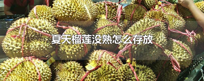 夏天榴莲没熟怎么存放熟得快(夏天榴莲没熟怎么存放)