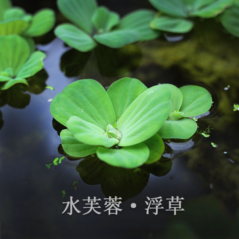 水芙蓉怎么养