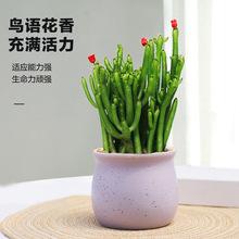 膨珊瑚如何养