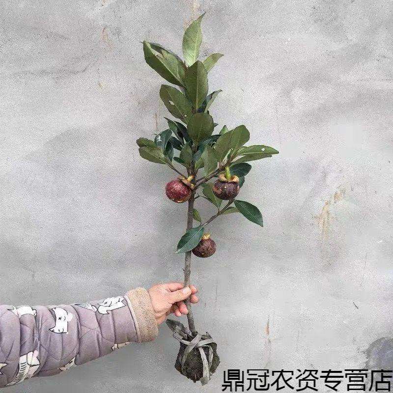 盆栽山竹几年能结果