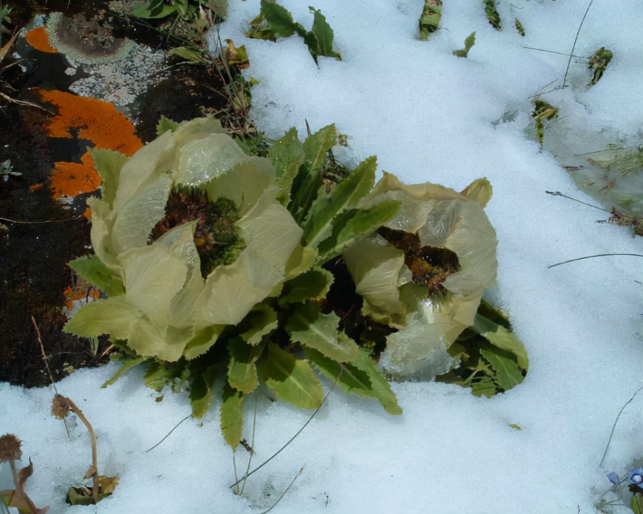 天山雪莲的养殖方法