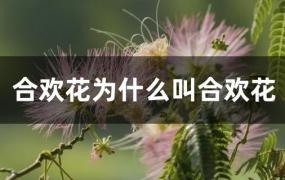 合欢花为什么叫合欢花 百度网盘(合欢花是什么意思)