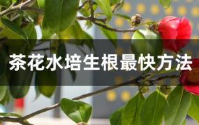 水培茶花生根的方法(茶花水生根快的方法)