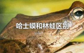 哈士蟆和林蛙区别(哈士蟆和青蛙的区别)