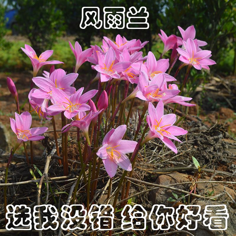 韭兰和水仙花的区别