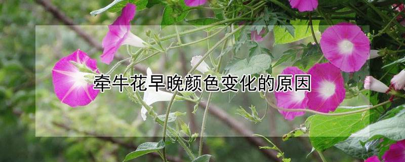 牵牛花怎么浇水