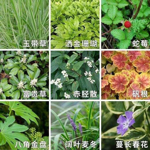 荚果蕨怎么繁殖