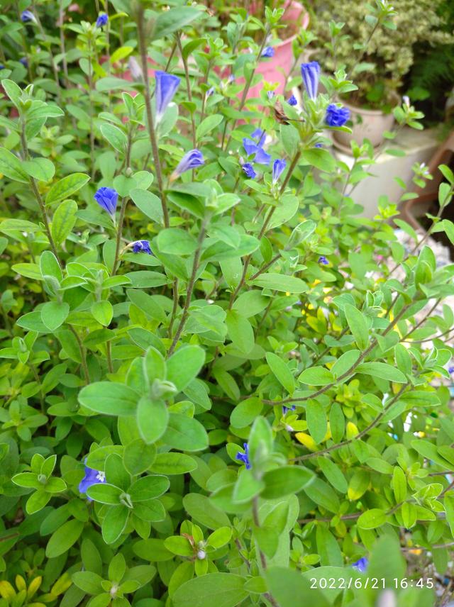 蓝星花什么时候开花