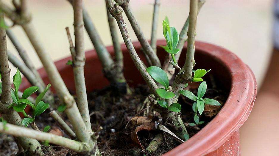 栀子花什么时候修剪