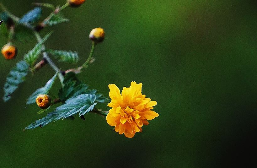 棣棠花什么时候开花