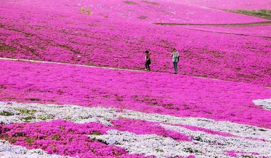 芝樱的花语及其名称由来