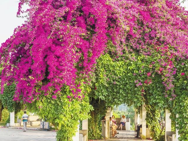 这8种瀑布花