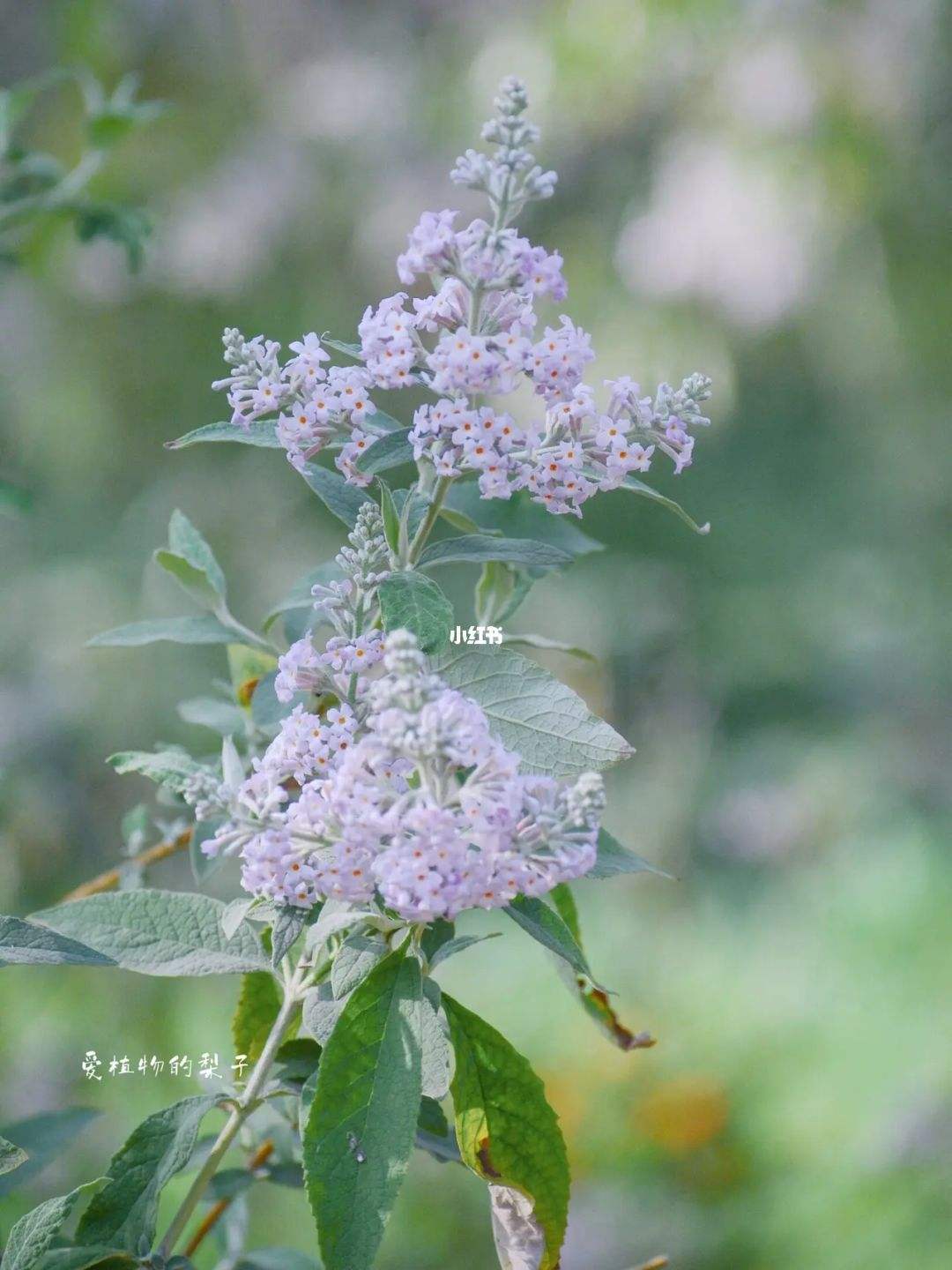 密蒙花什么时候开花