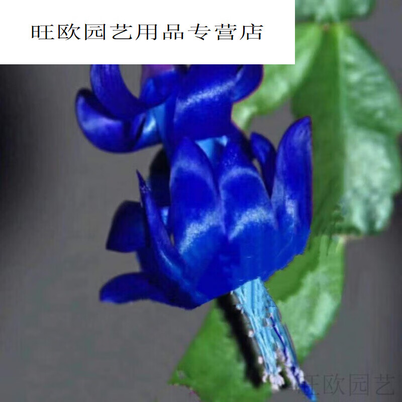 蓝色的蟹爪兰