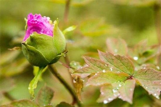 牡丹花怎样种植及施肥