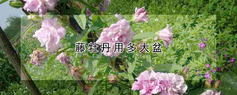 牡丹花怎样种植及施肥