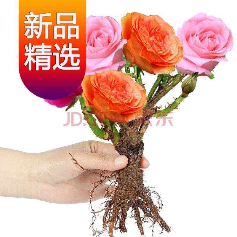 玫瑰花怎么用芽嫁接