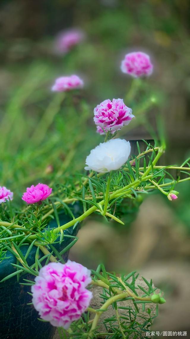 夏天花有哪些花