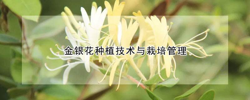 金银花怎么种植和管理