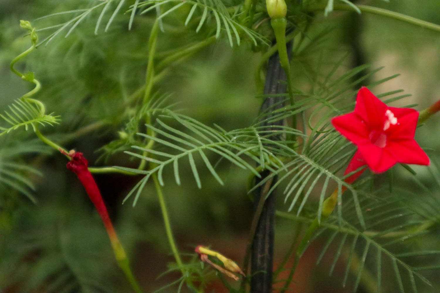 茑萝品种大全