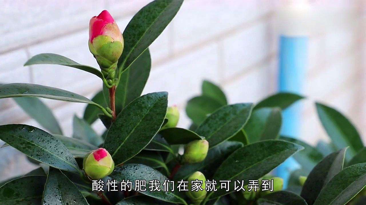 茶花有花苞后怎么养护