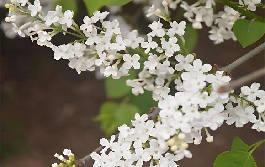 丁香什么时候开花