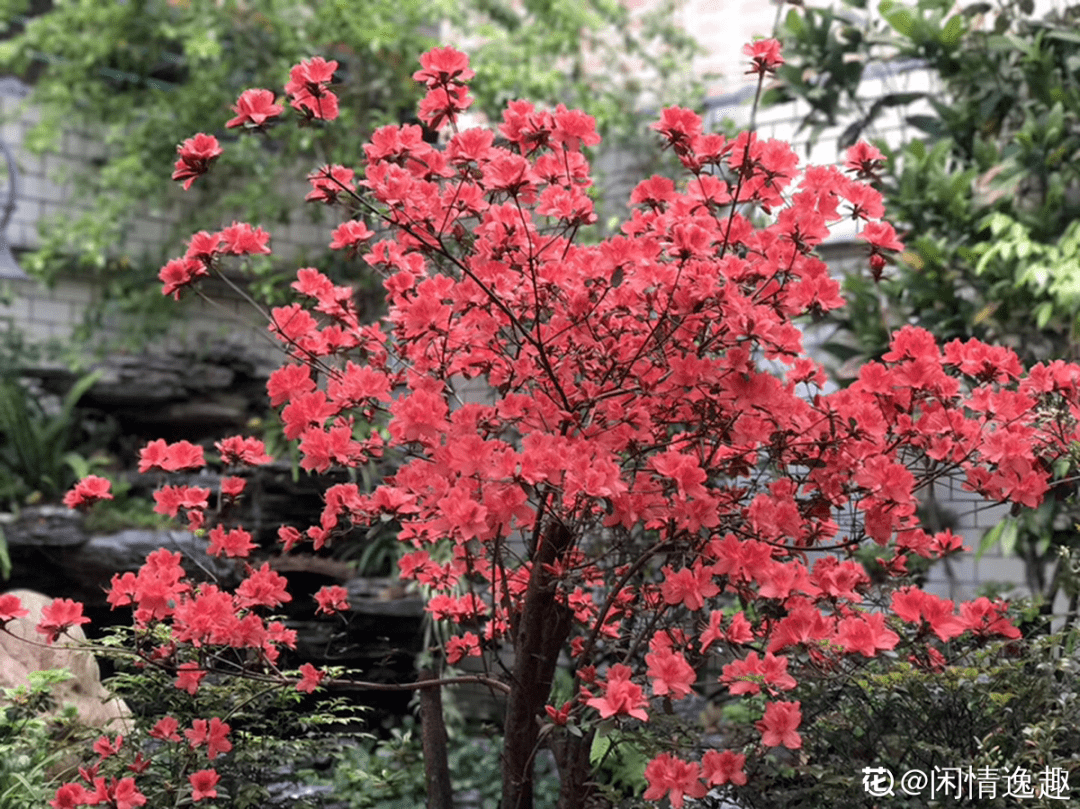 衢州适合养什么花