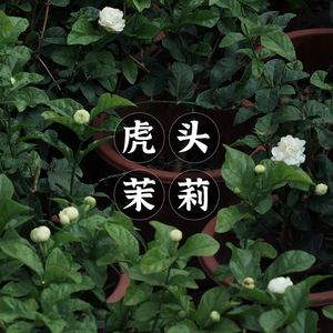 虎头茉莉香吗