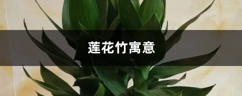 莲花竹和富贵竹区别