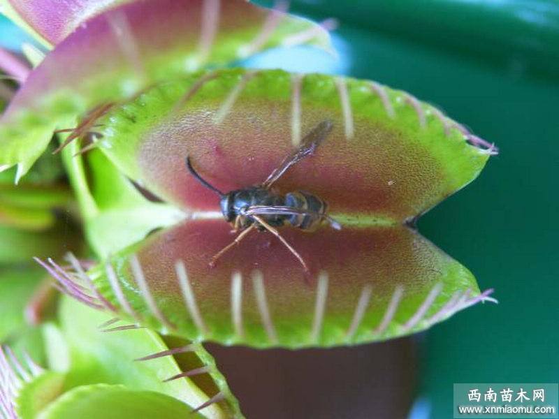 捕蝇草腰水法养护技巧