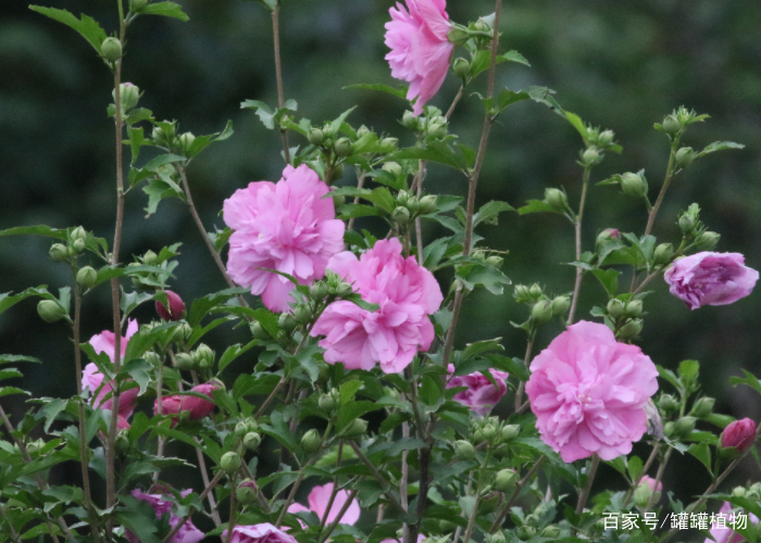 古代花名雅称