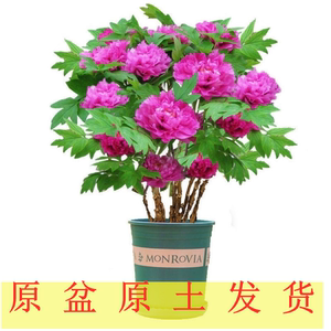 菏泽适合养什么花