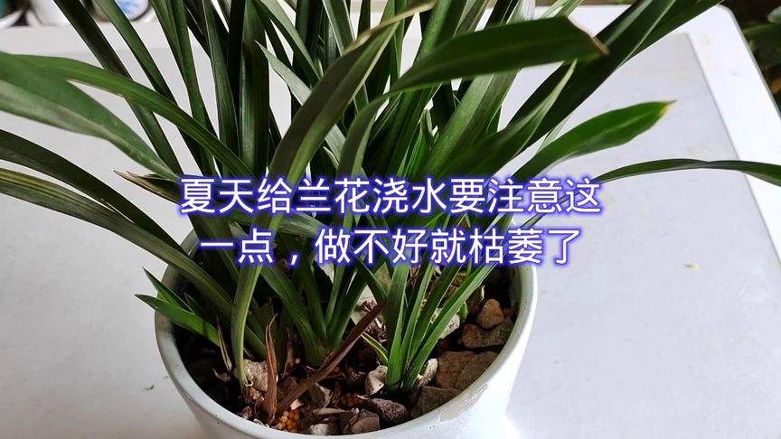 刚移栽的兰花怎么浇水