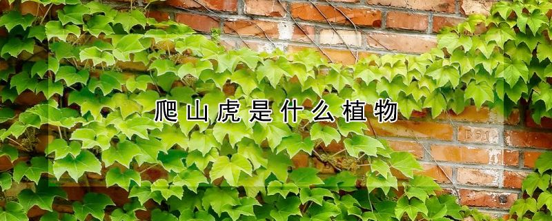 爬山虎是什么