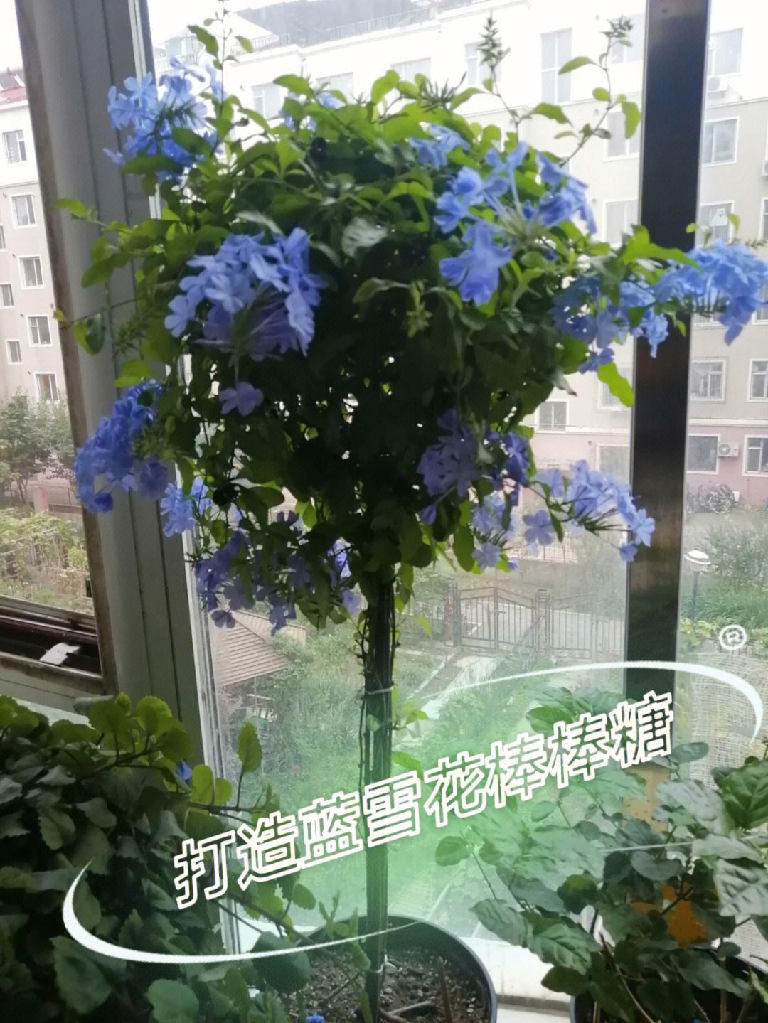 蓝雪花怎么做成棒棒糖