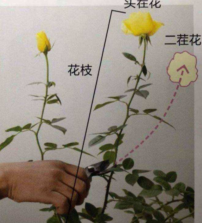 月季花冬季修剪留多高