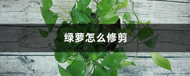 绿萝怎么剪枝种植图解