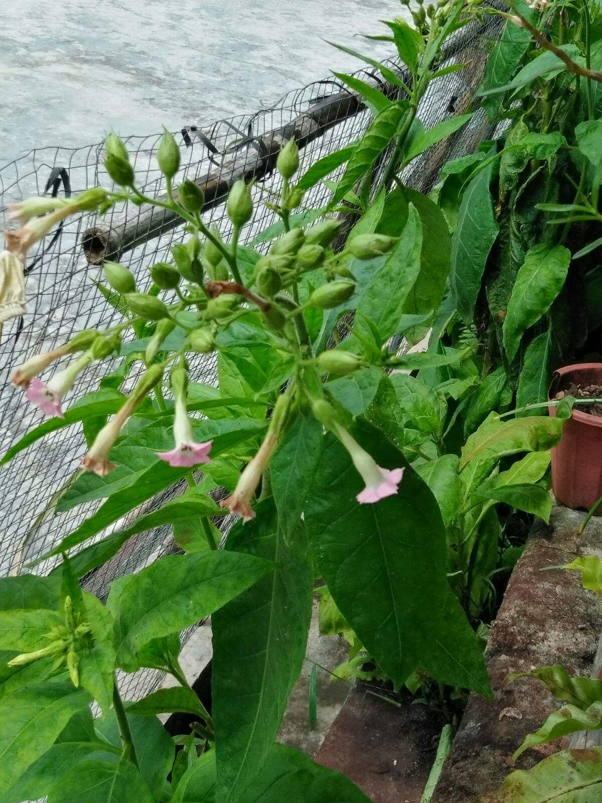 花烟草和烟草花区别