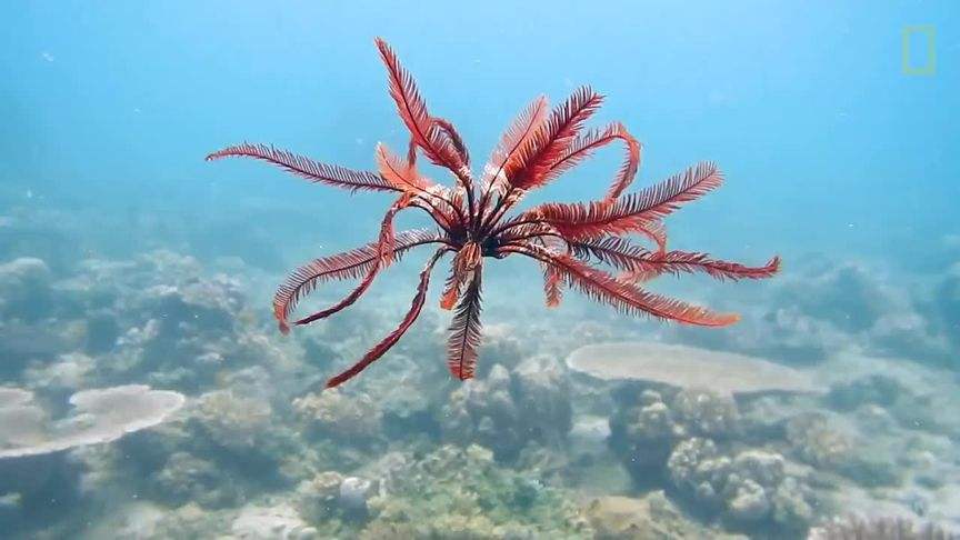 海里的植物有什么